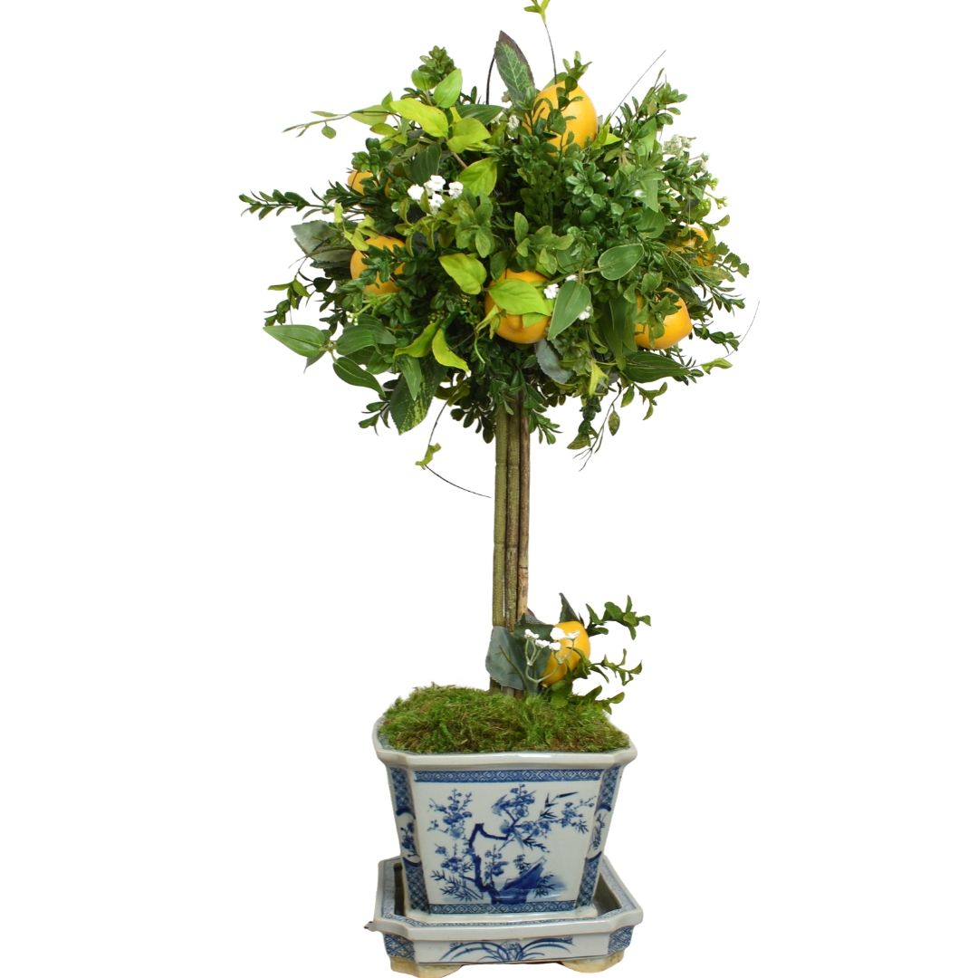 Fabulous mid sized lemon and greenery topiary in square porcelain planter